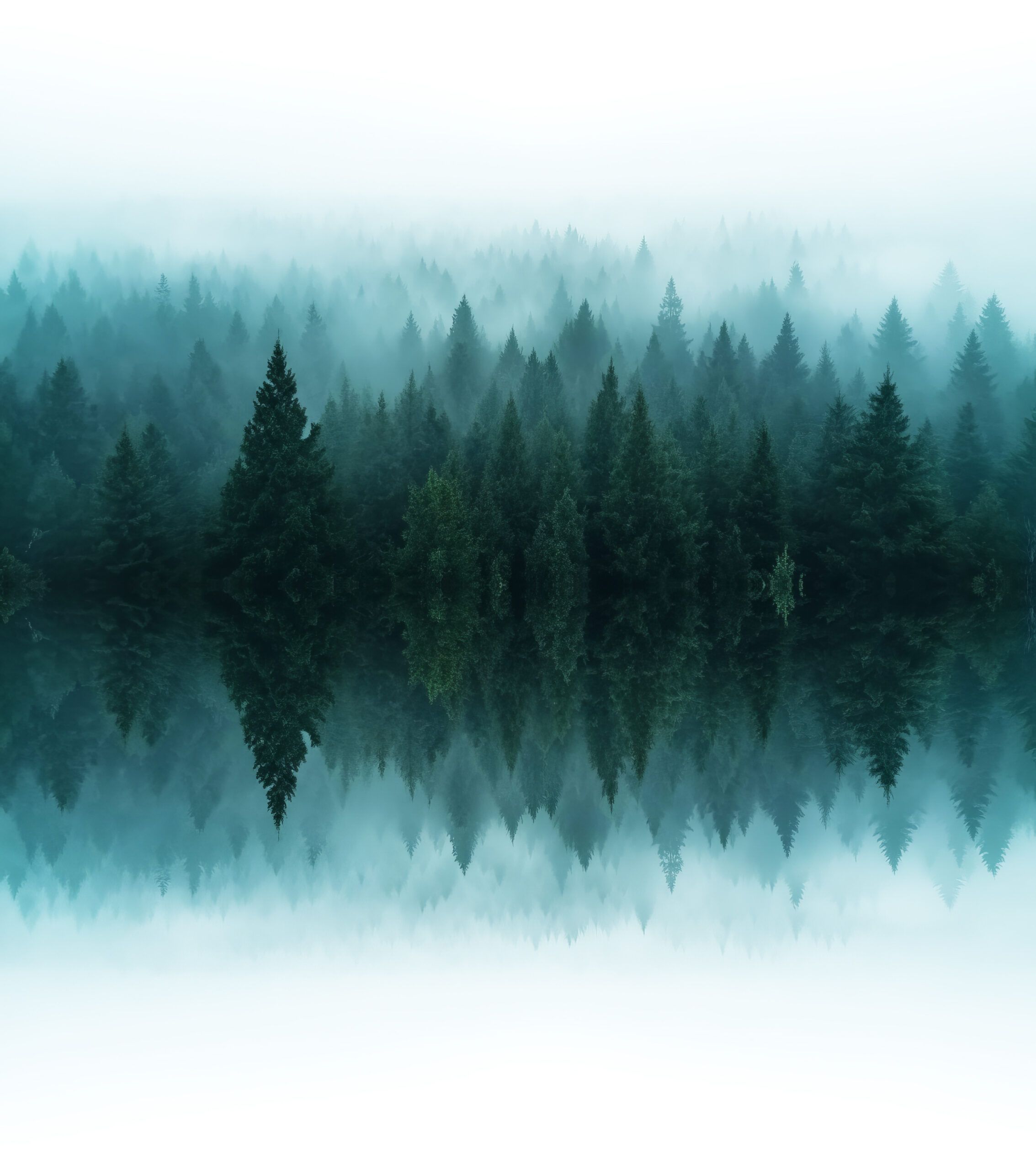 Black Forest Labs FLUX.1