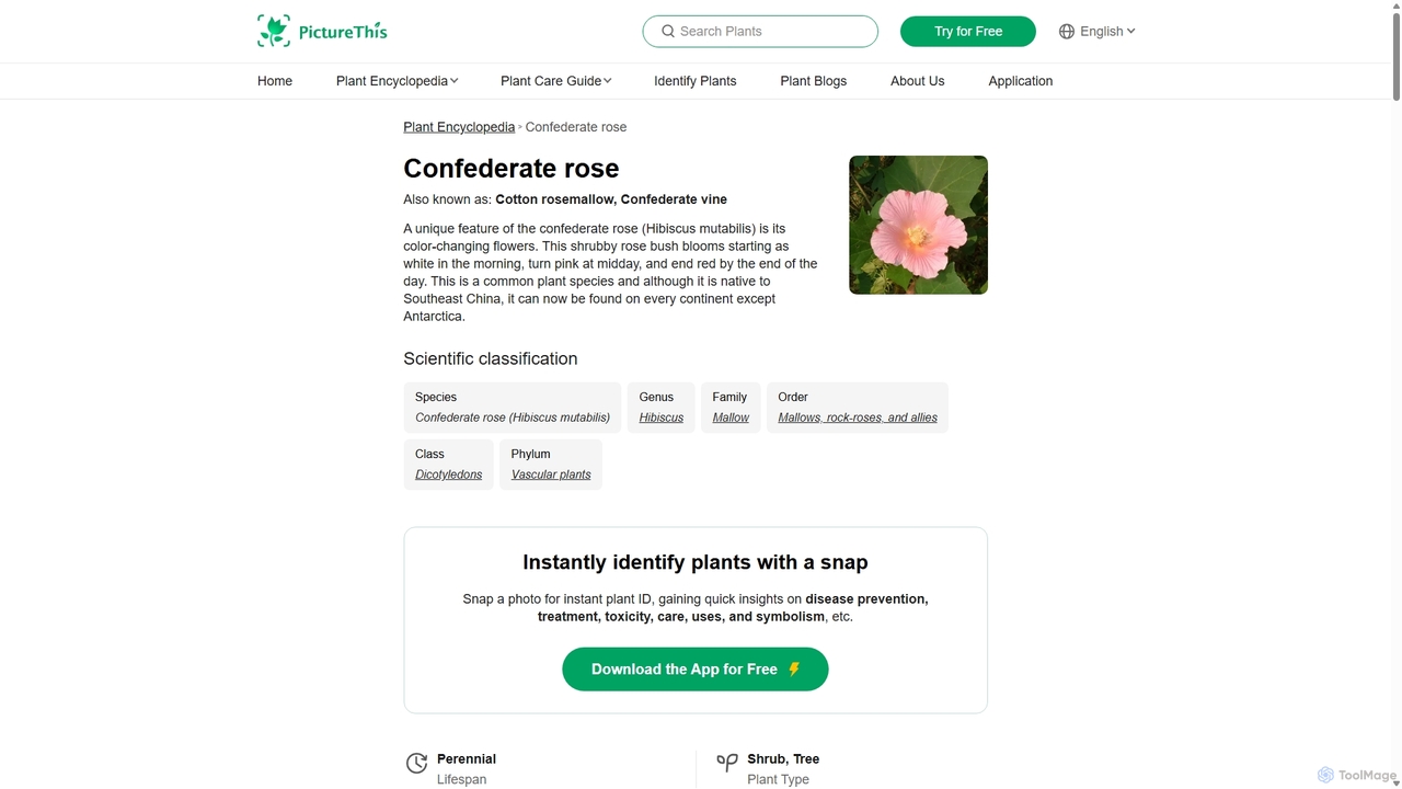 Confederate rose - Hibiscus mutabilis (Care, Characteristics, Flower, Images) for PictureThis